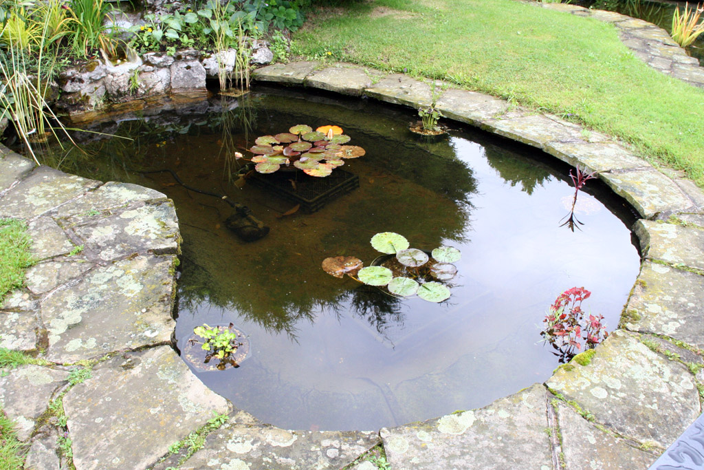 a pond with many water lillies in it