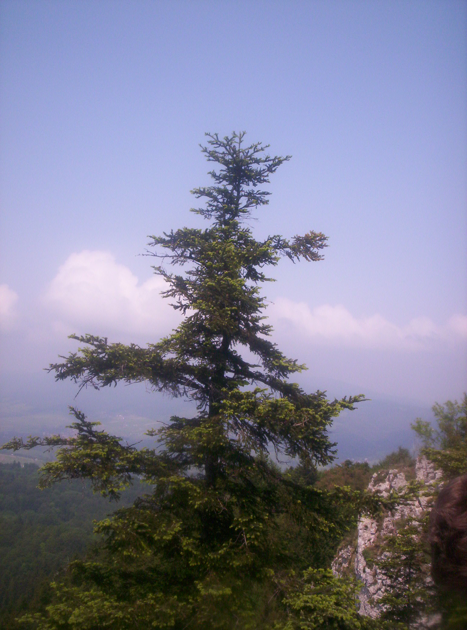 a lone tree stands high above the landscape