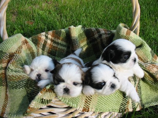 a bunch of little puppies laying in a basket