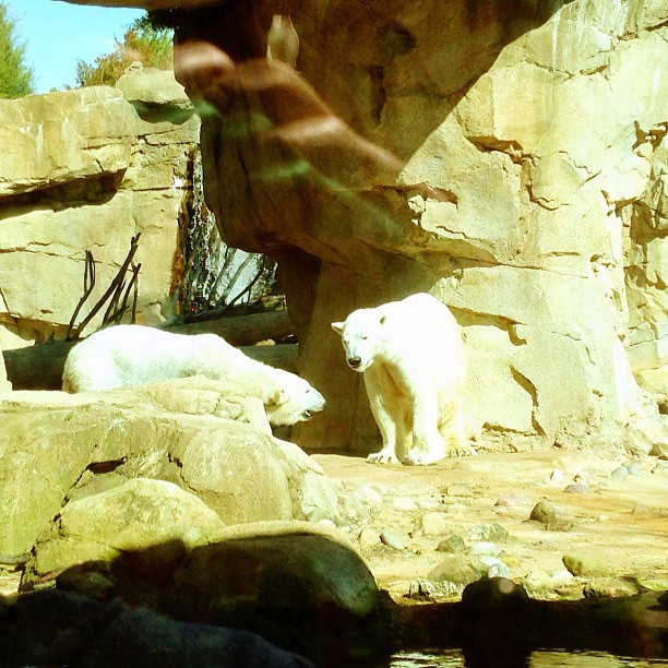 two polar bears in an exhibit during the day