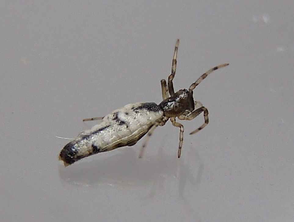 a black and white bug sitting on top of a surface