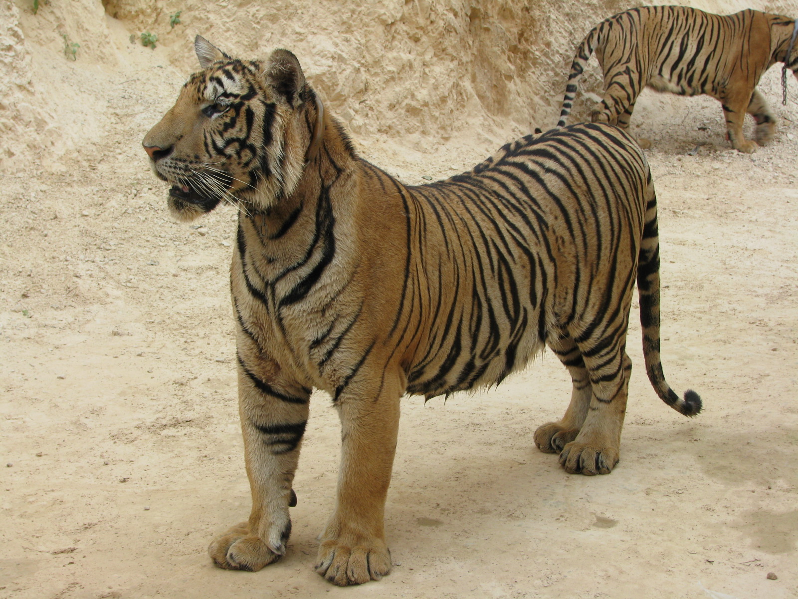 two tigers standing in a sandy area on a sunny day