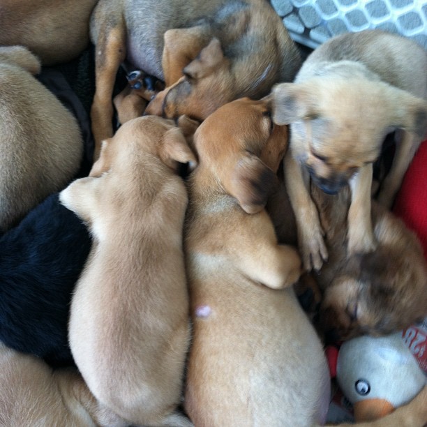 five dogs are huddled together in a pile