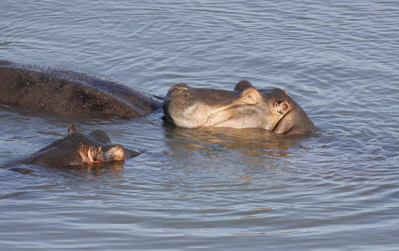 two hippo's in the water in some water