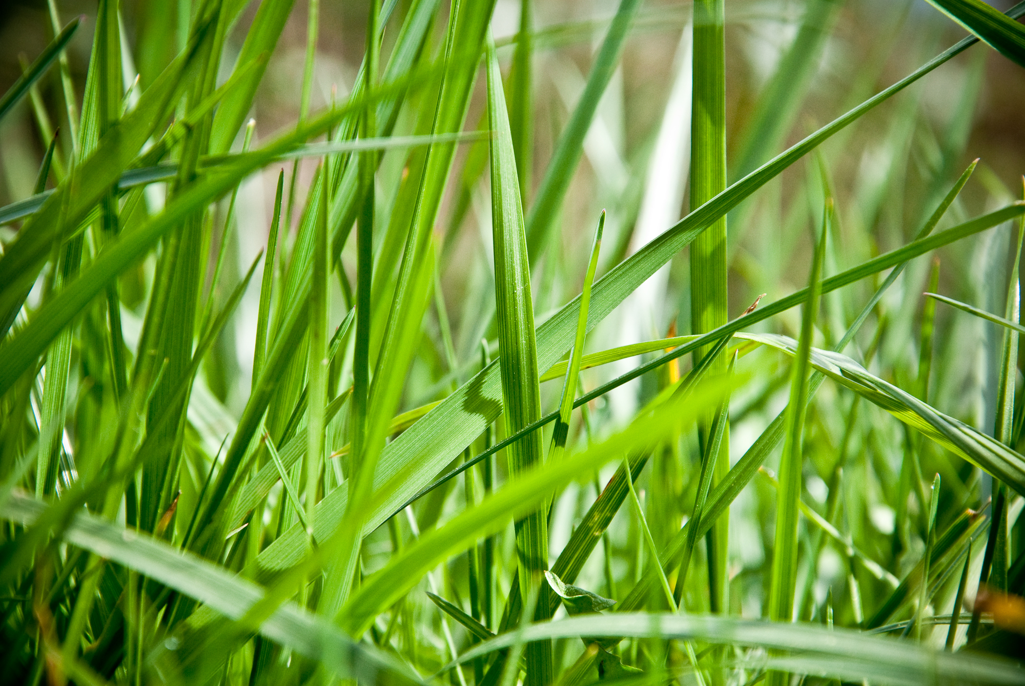 grass is almost as lush as it looks