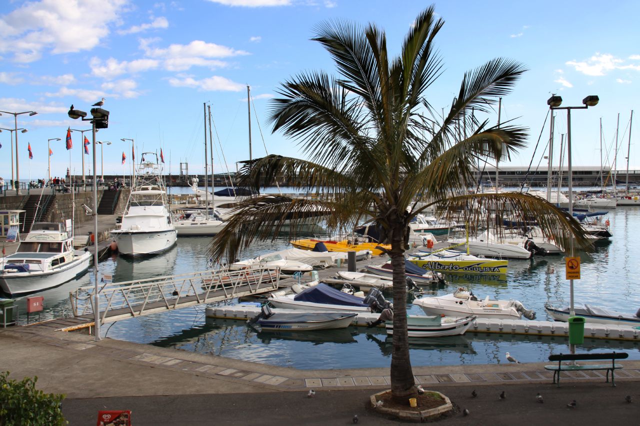 the boats are parked at the marina and there are palm trees in front