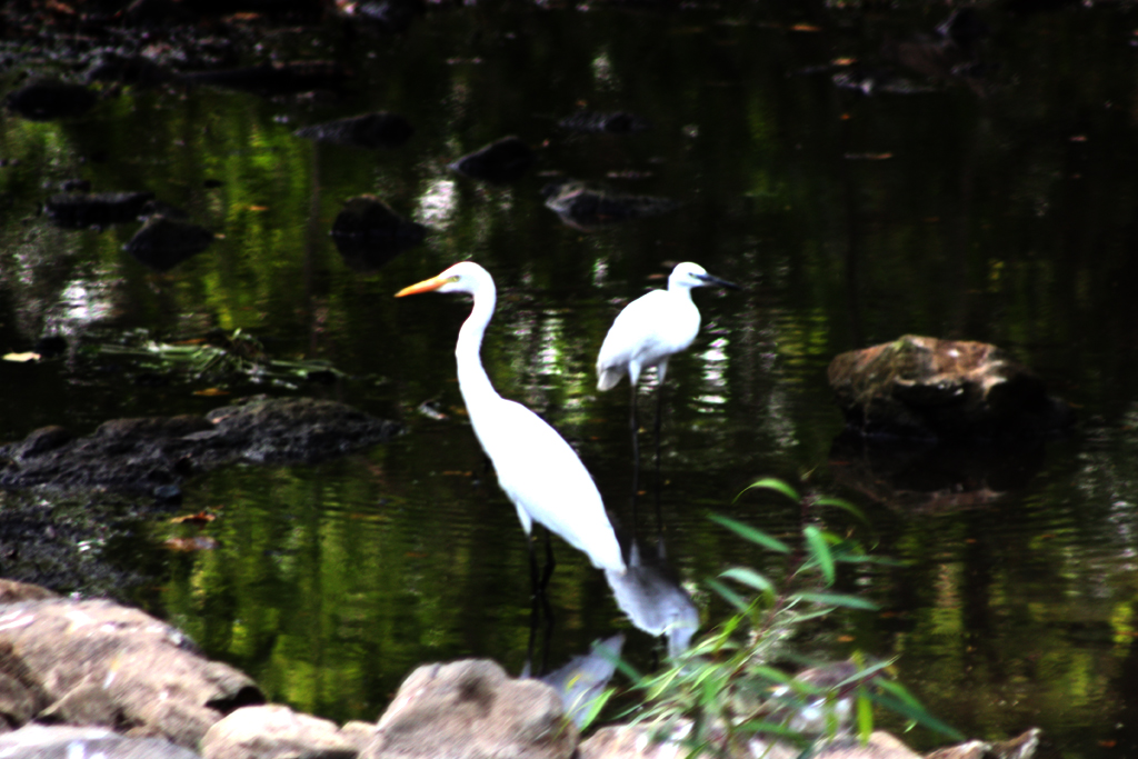 the egrets are standing in shallow water beside some rocks