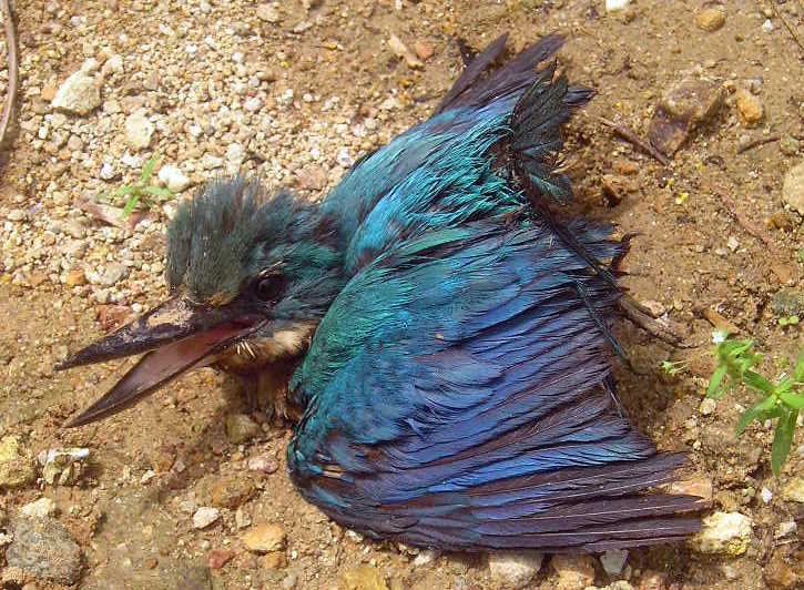 a colorful bird laying on the ground
