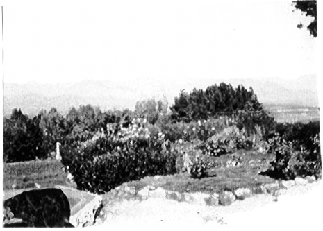 a black and white pograph of trees with mountains in the background