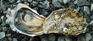 a close up of an open oyster on rocks