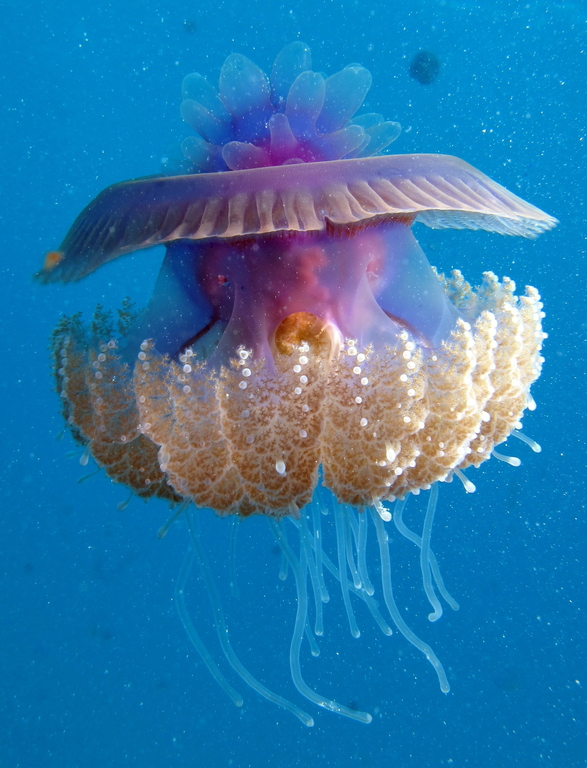 a jellyfish is swimming along with it's young in the water
