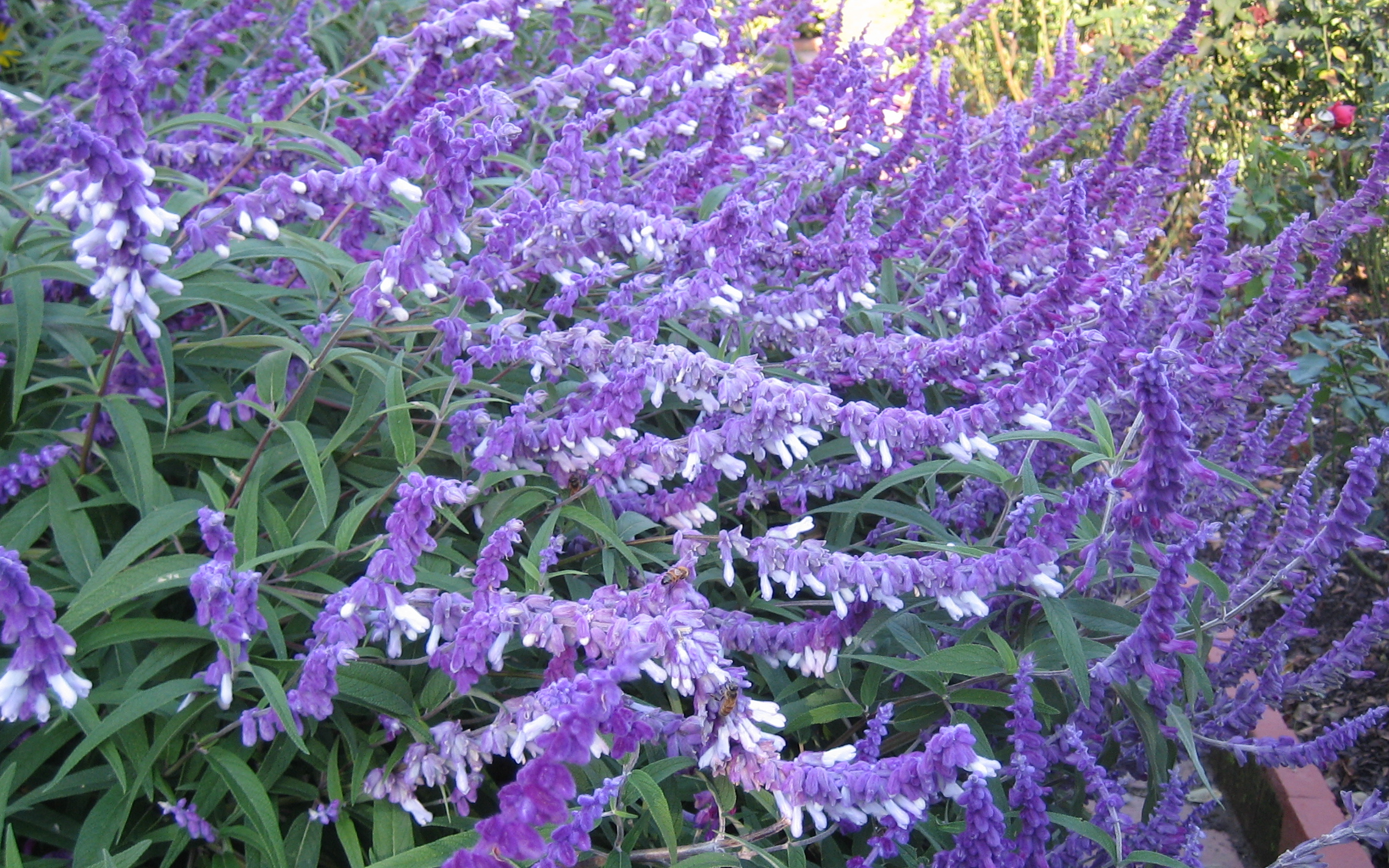 purple and white flowers with green stems in the garden