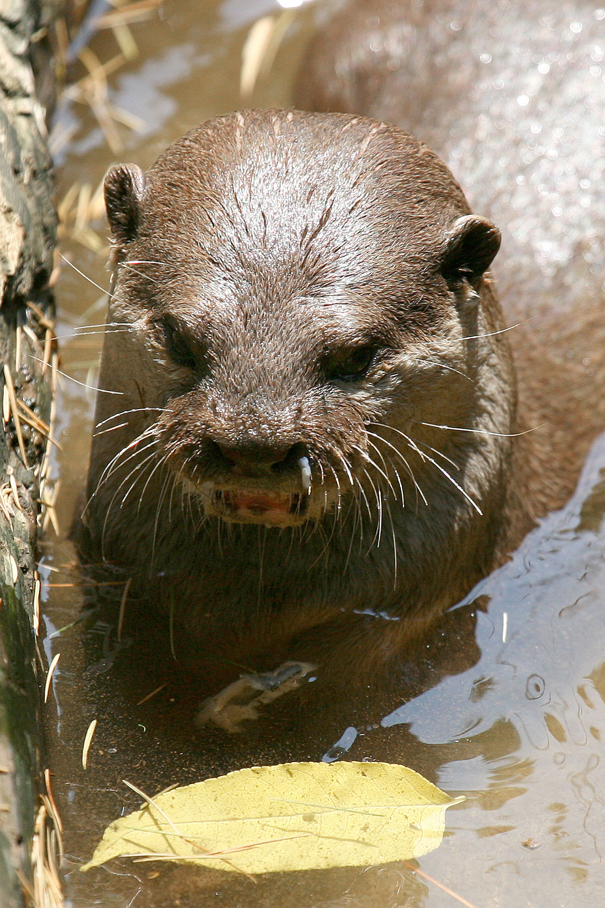 an otter is laying down in the water