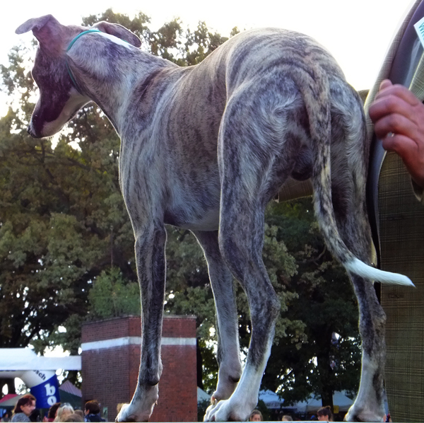 the dog is standing on display for people to see