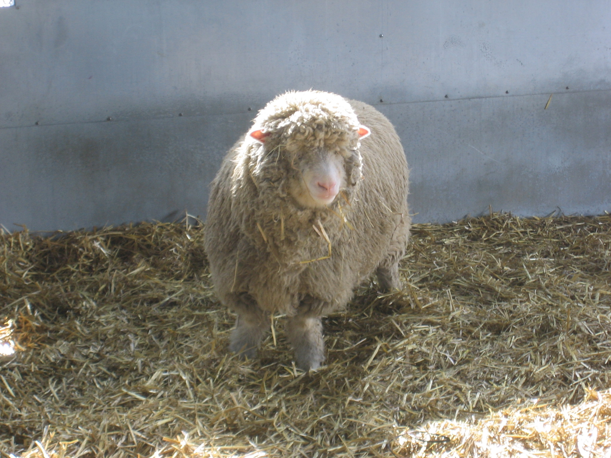 this is a sheep standing in a barn