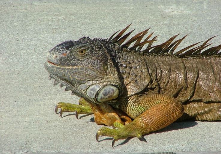 large iguana on sandy area in daylight sun