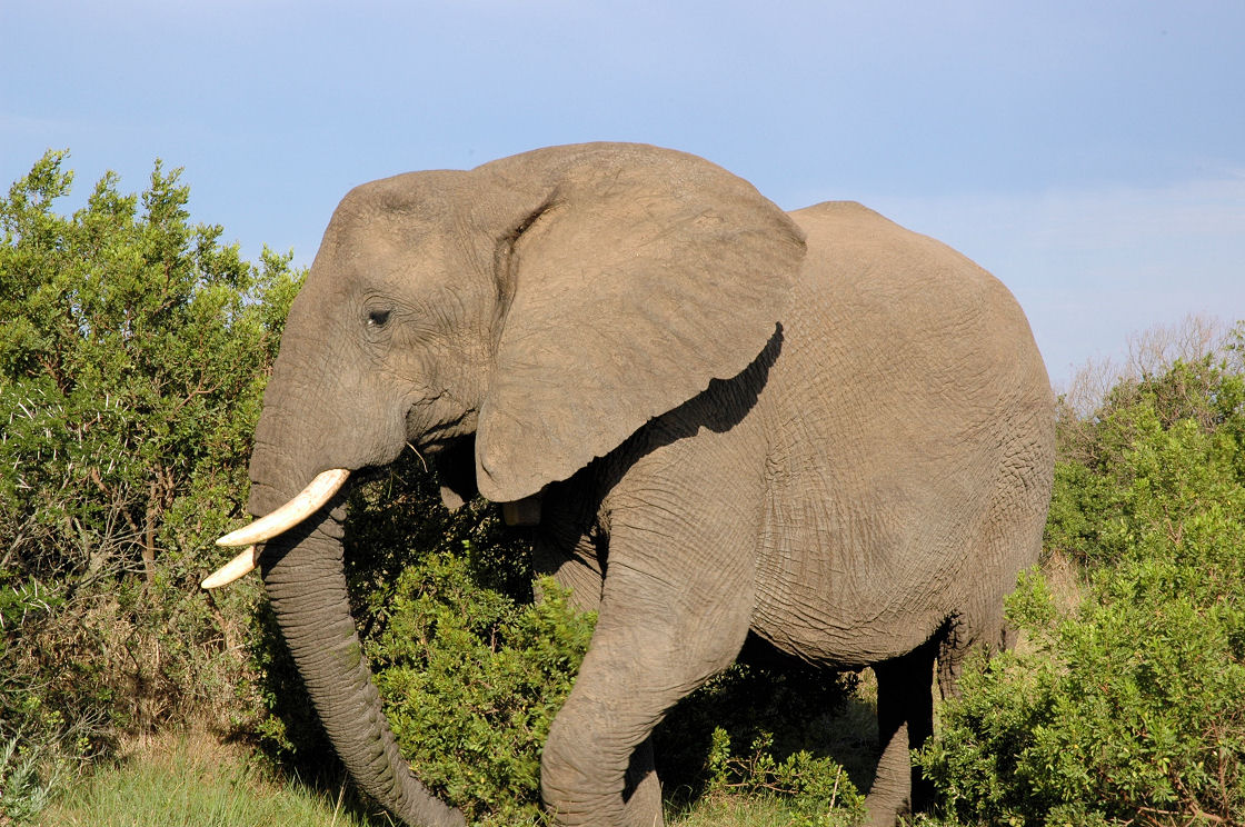 an elephant is walking through the jungle by itself