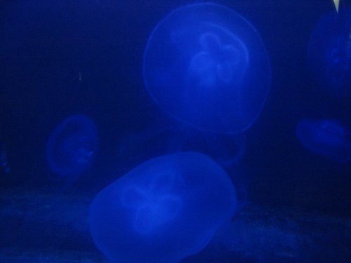 a close up of some blue jellyfish swimming in water
