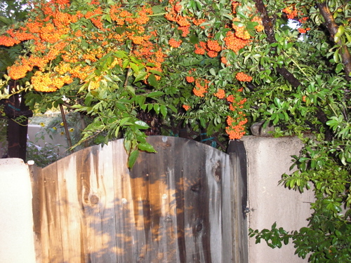 the orange flowers on the top of a fence