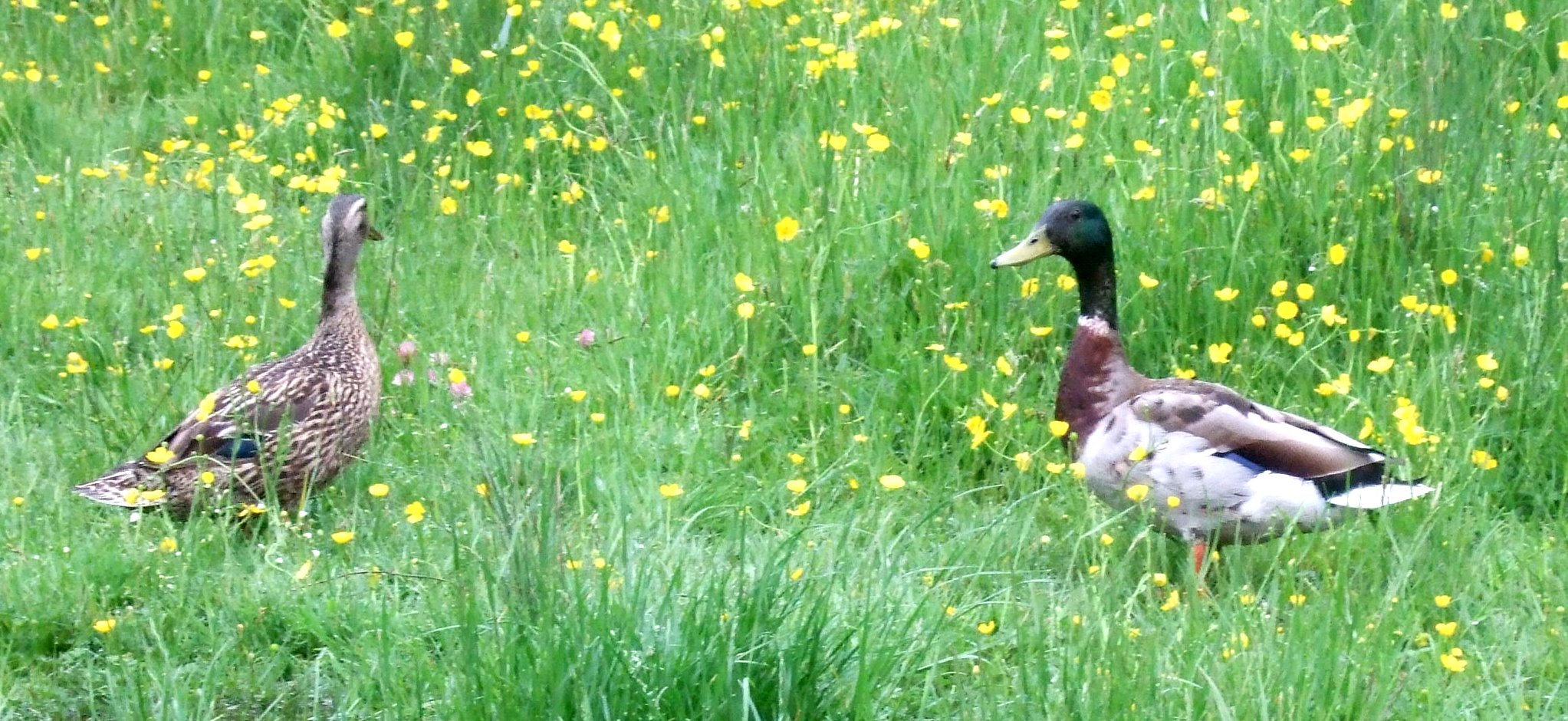 two ducks standing in tall grass with yellow flowers