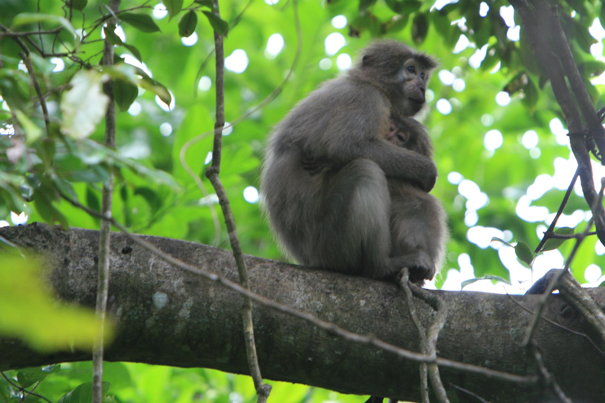 a monkey on a tree limb in the forest