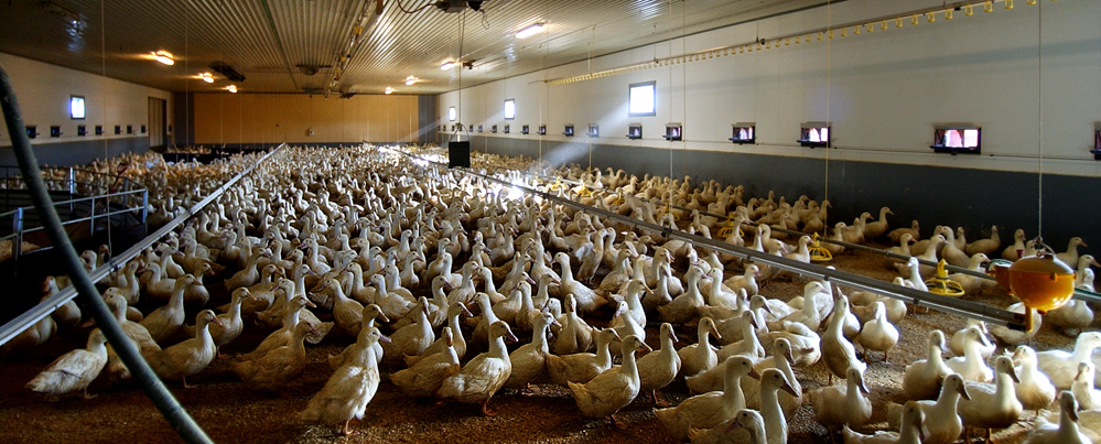 a bunch of ducks sit in a large room