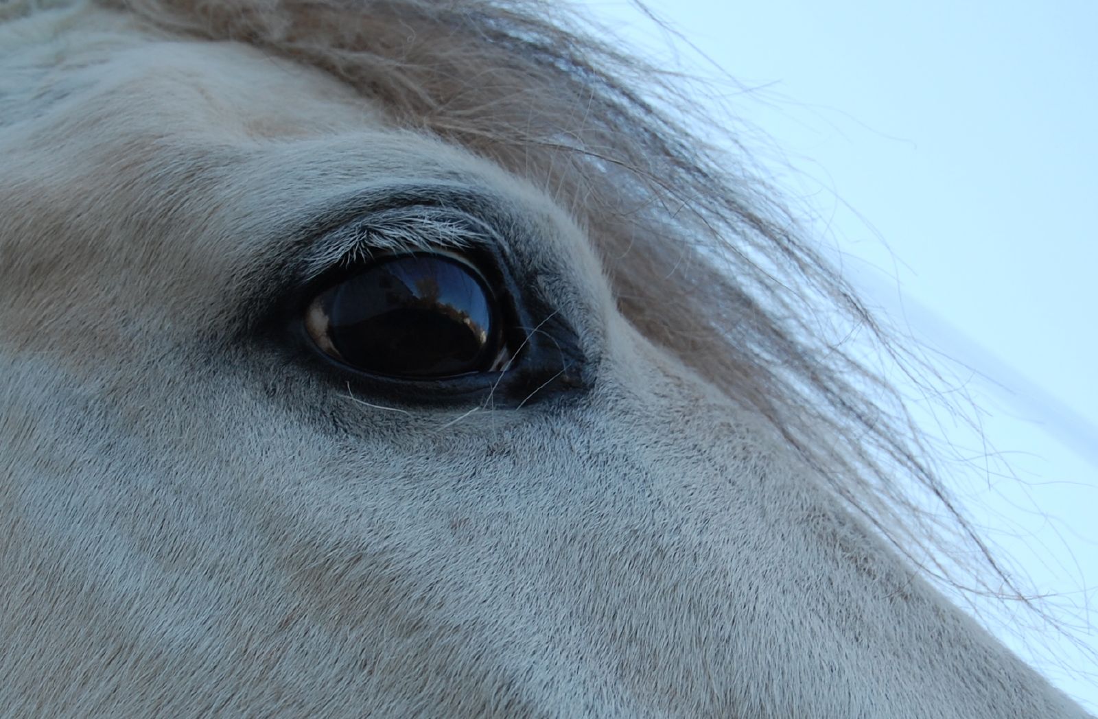 a close up image of a white horse with dark eyes