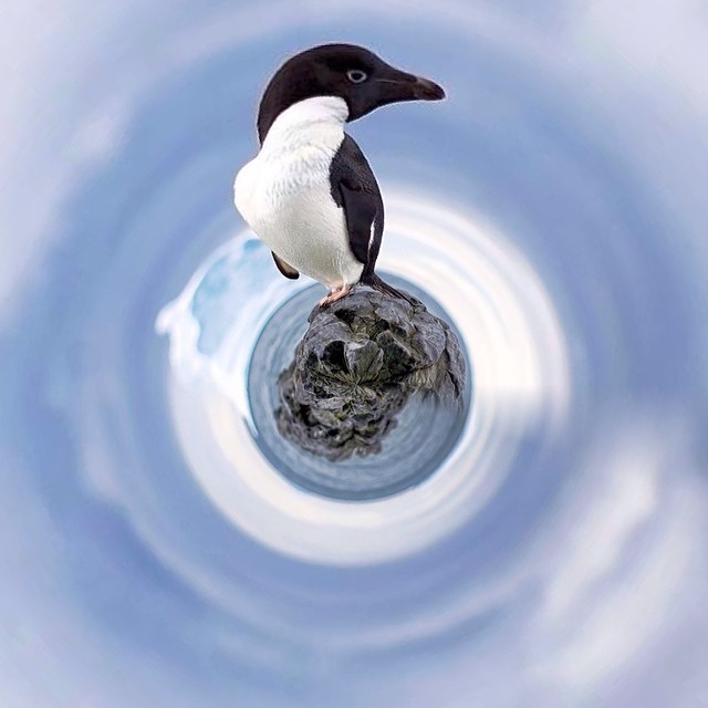 a penguin that is sitting on a rock