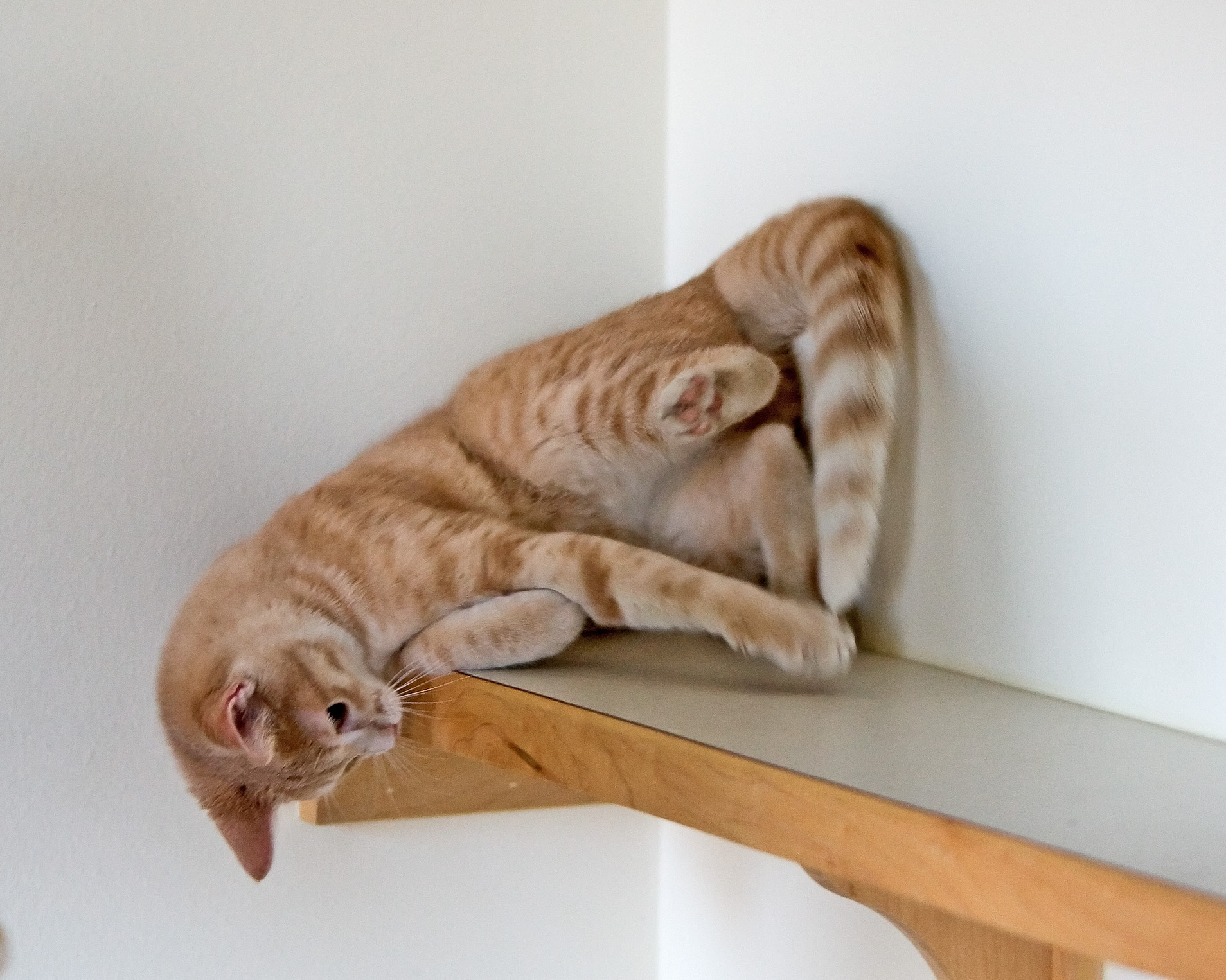 two cats stretching on the top of a shelf