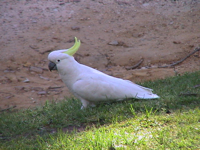 a white parrot is standing on the grass