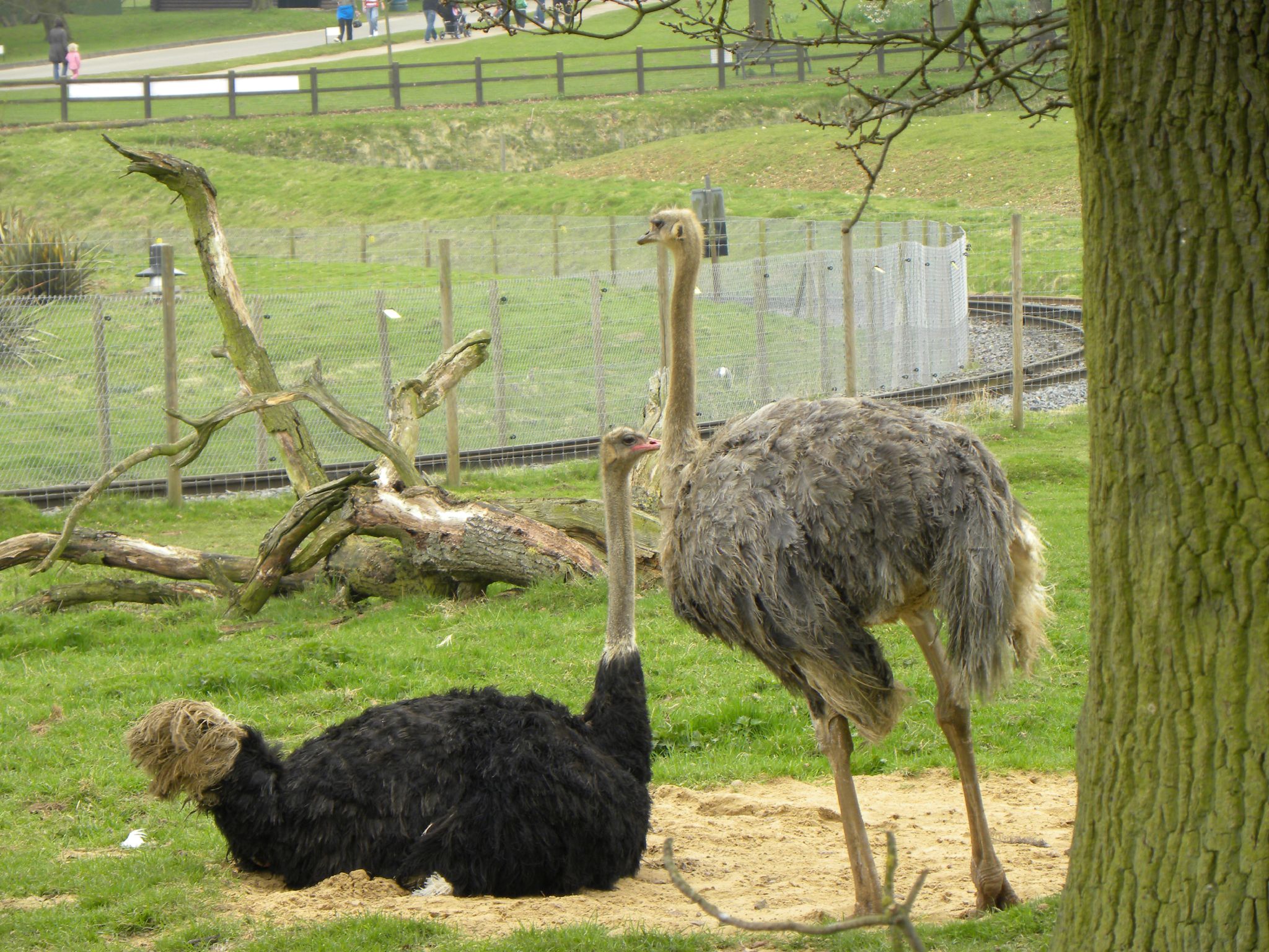 ostriches on the ground in a zoo enclosure