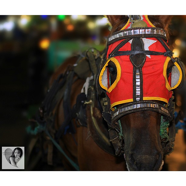 a close up of the head of a horse with a red, yellow and white harness