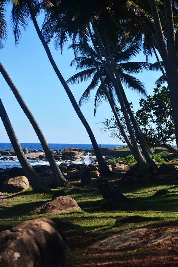 a couple of large palm trees in front of the ocean