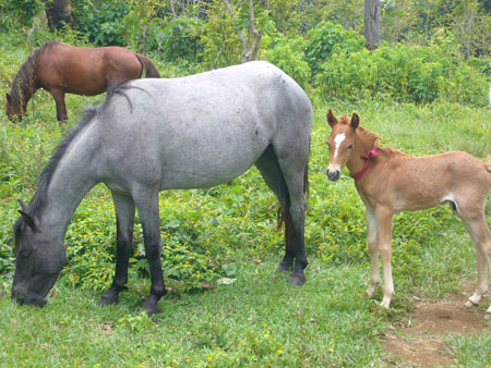 the horses are grazing on the grass next to the little pony