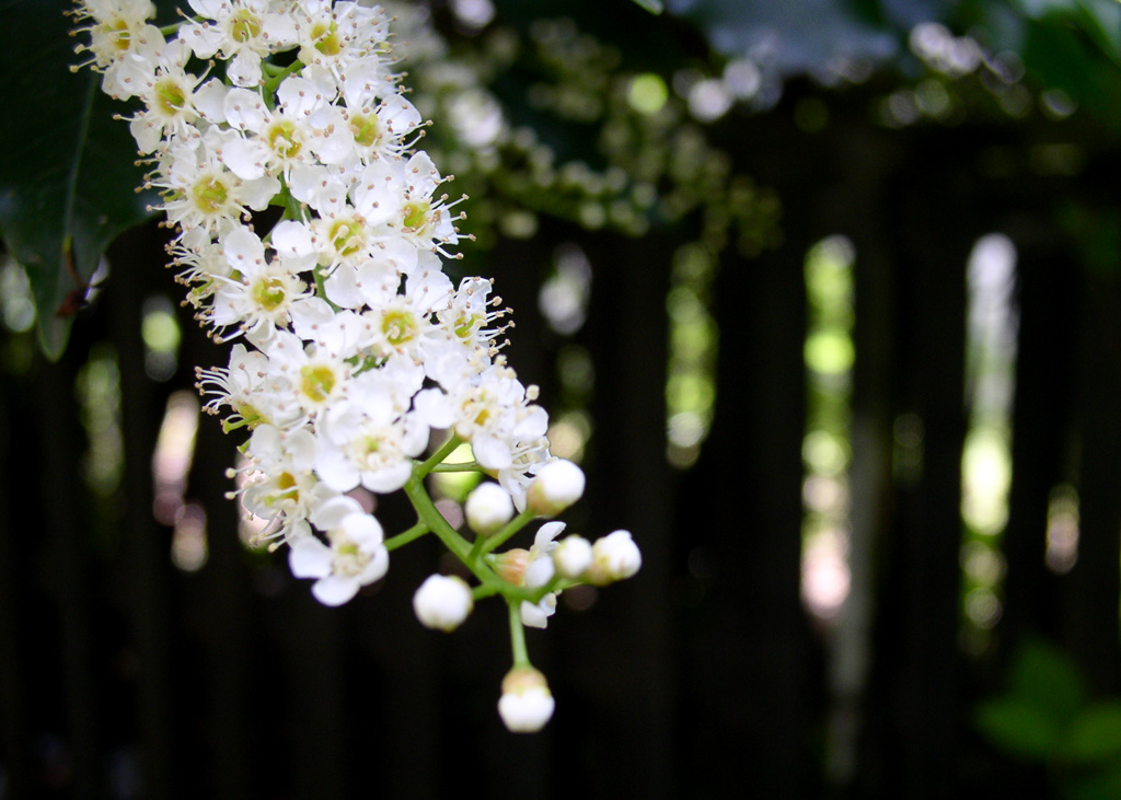 white flowers in bloom with large green leaves on dark background