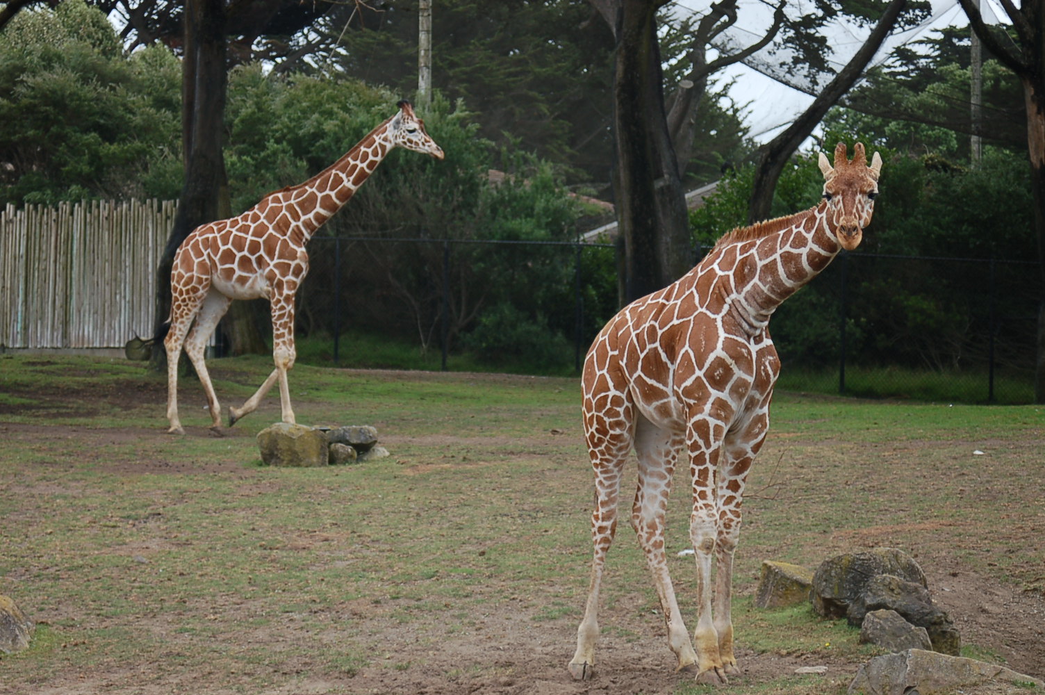 two giraffe standing in an enclosure while looking towards the sky