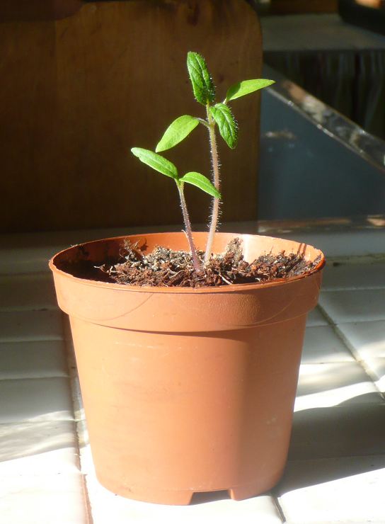a small green plant in a terracotta pot