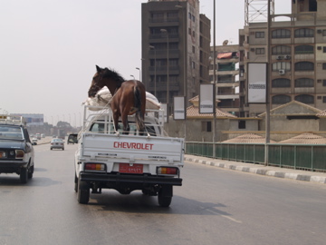 a horse is in the back of a white truck