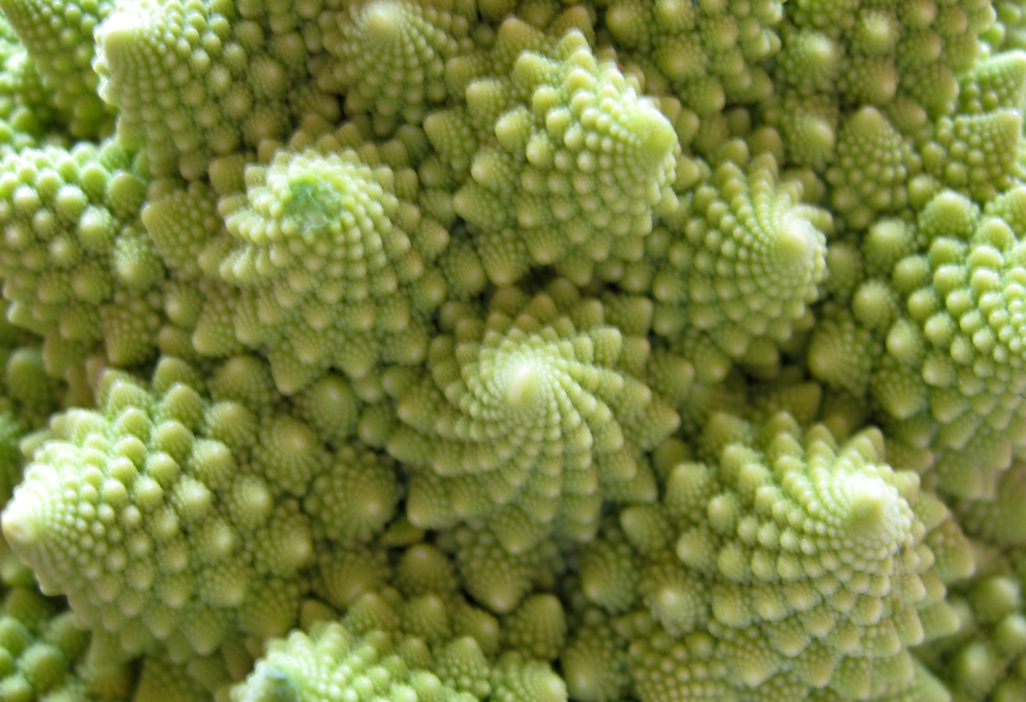 closeup of an unusual arrangement of green plant life