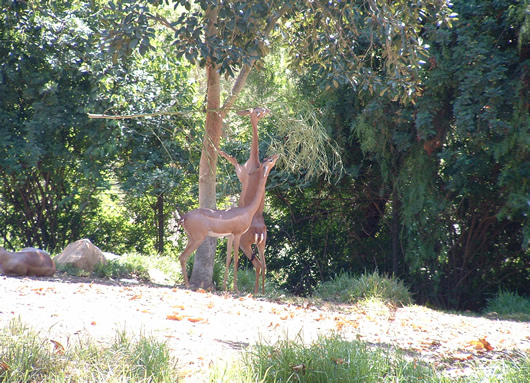 some deer are standing under a very tall tree