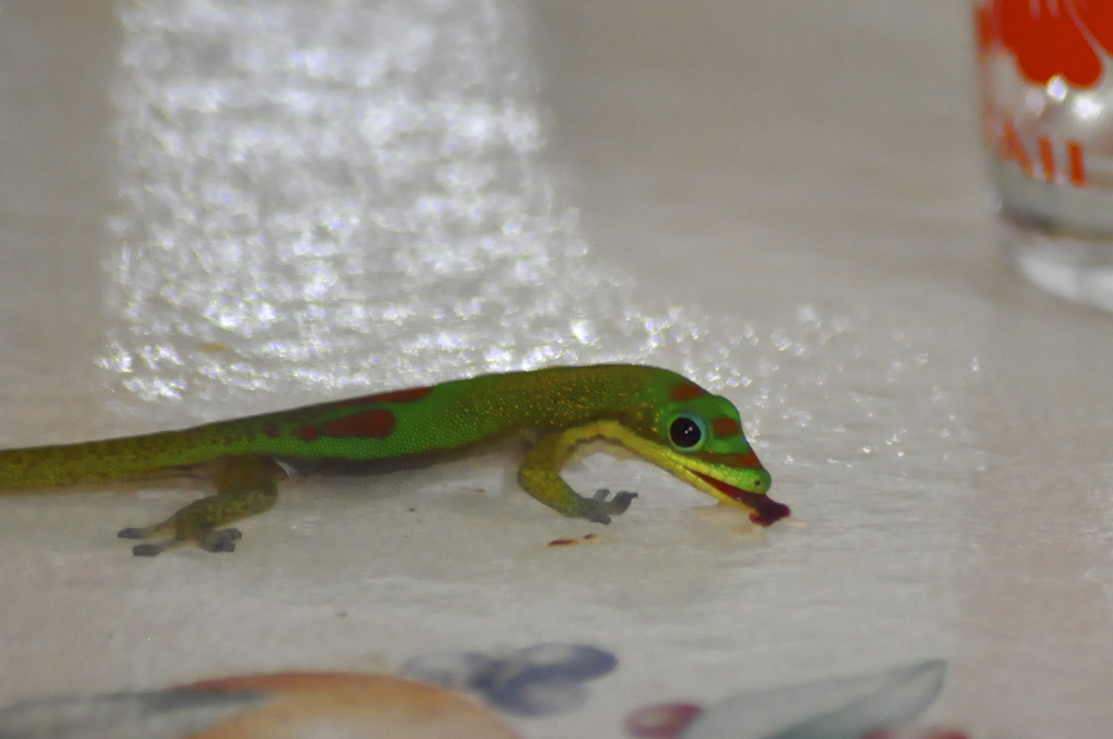 a green and orange lizard on a table