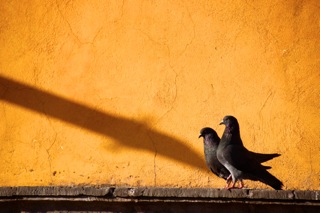 a pair of birds standing next to each other on a yellow building