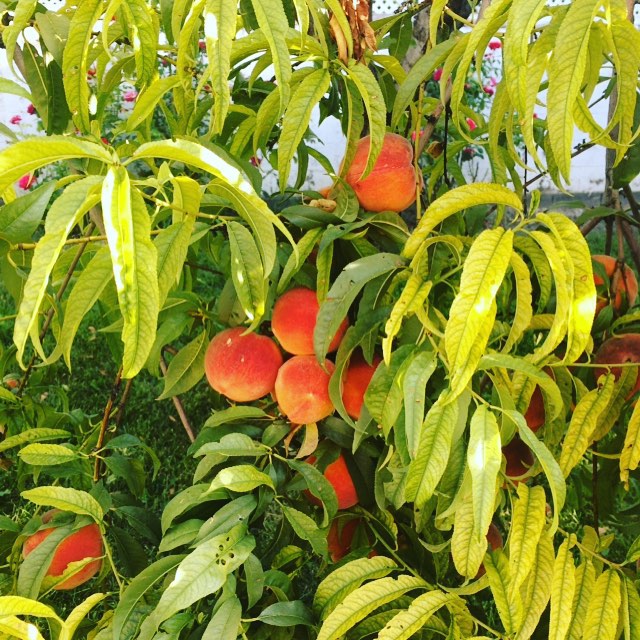 fruit trees with green leaves and ripe fruit