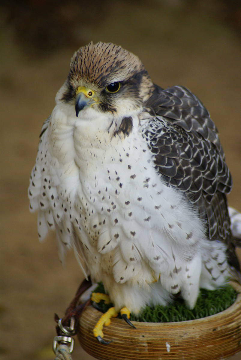 this is a po of a small bird sitting on top of a basket