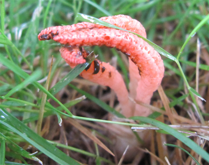 two tiny red worms crawling on top of a green grass covered field