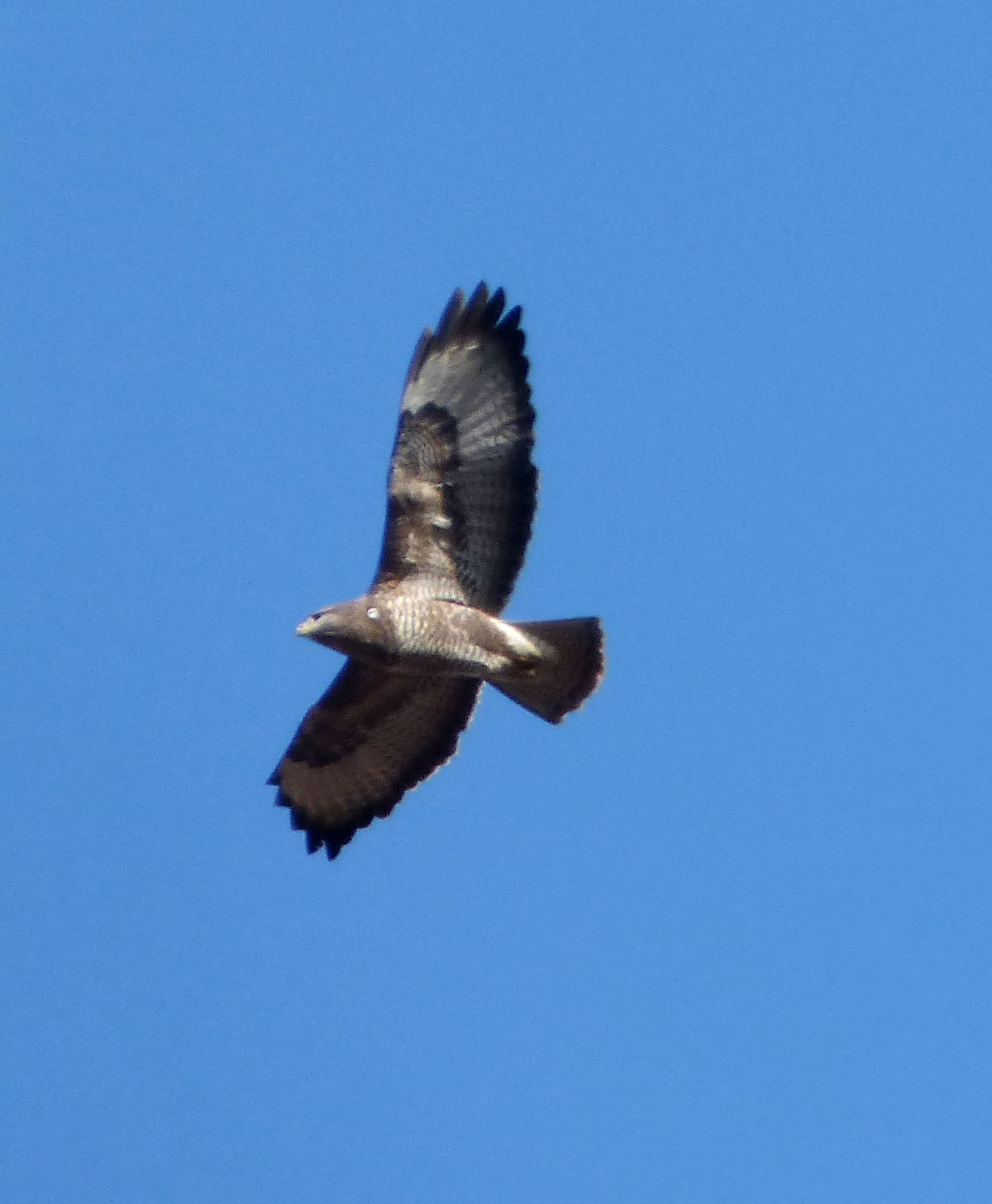 a big bird flying through the sky