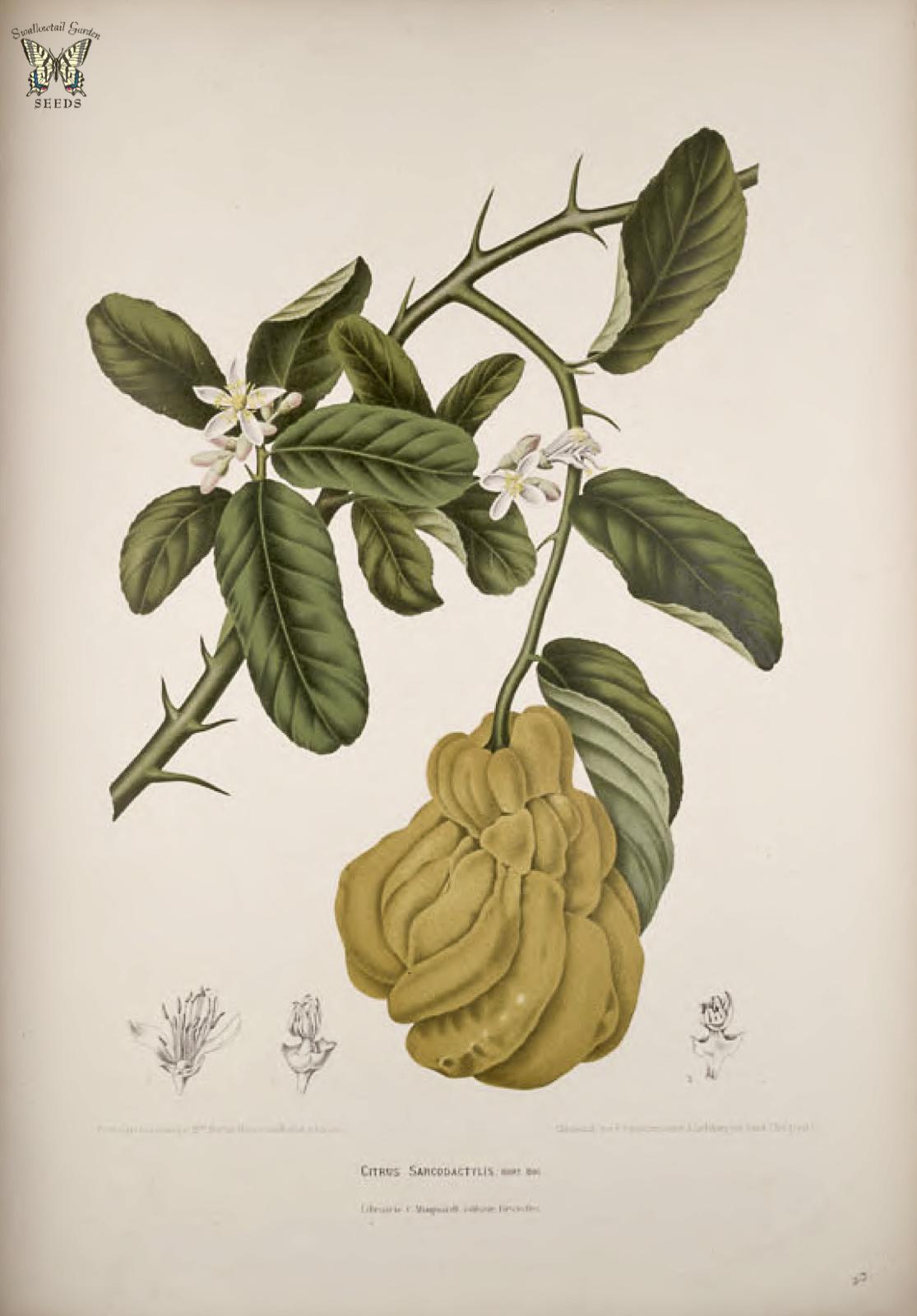 an orange flower with leaves and buds, is on a nch