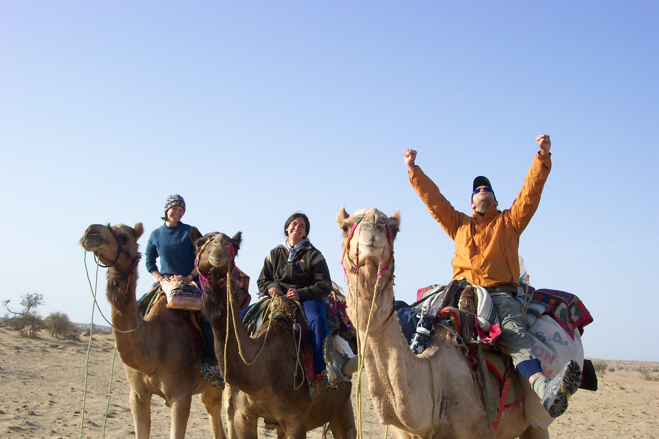 three camels are being ridden with people riding them