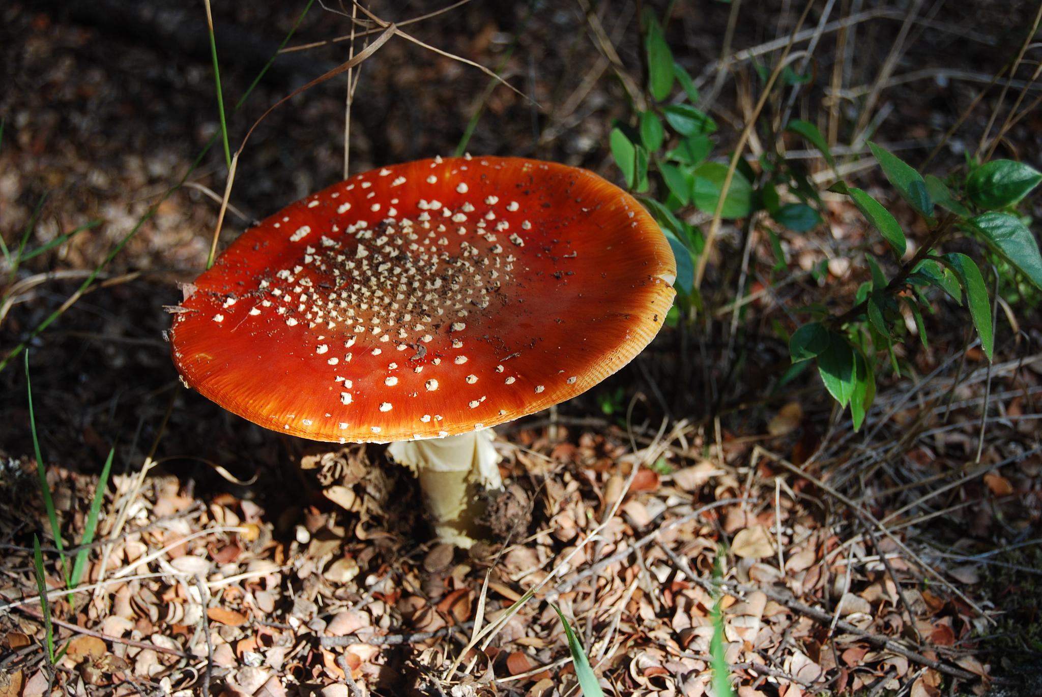 this is an image of a mushroom growing in the woods