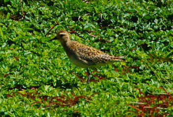 small bird standing in grass surrounded by thick plants